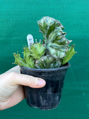 Euphorbia Lactea f. cristata