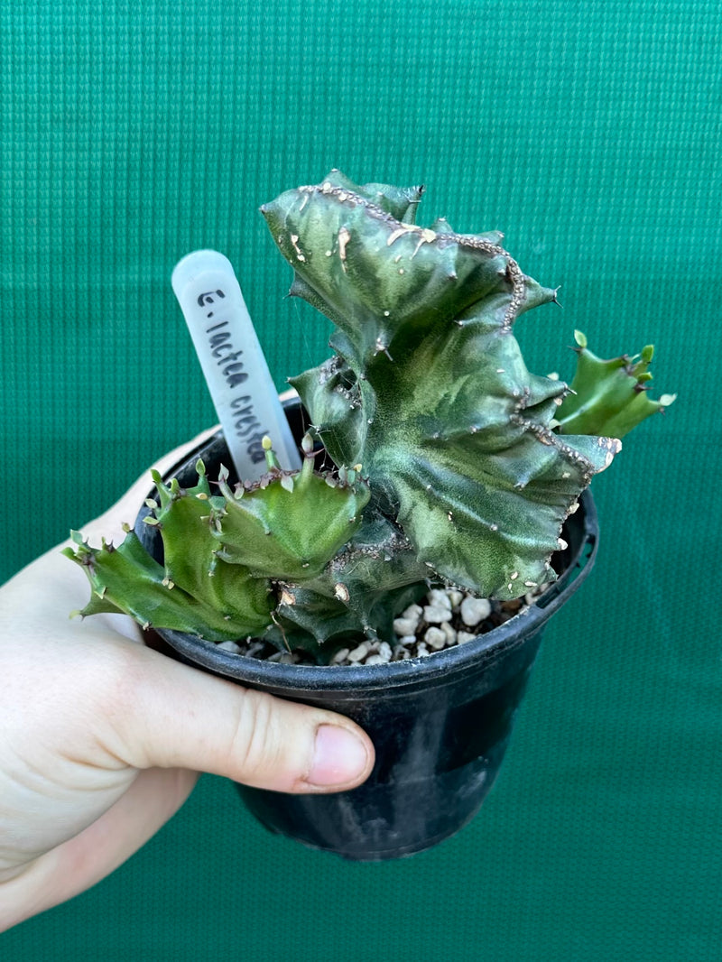 Euphorbia Lactea f. cristata