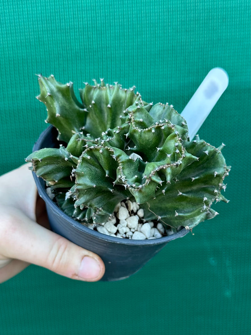 Euphorbia Lactea f. cristata