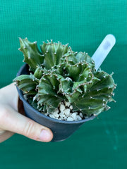 Euphorbia Lactea f. cristata