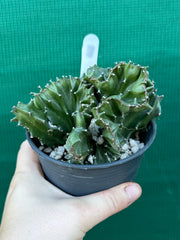 Euphorbia Lactea f. cristata