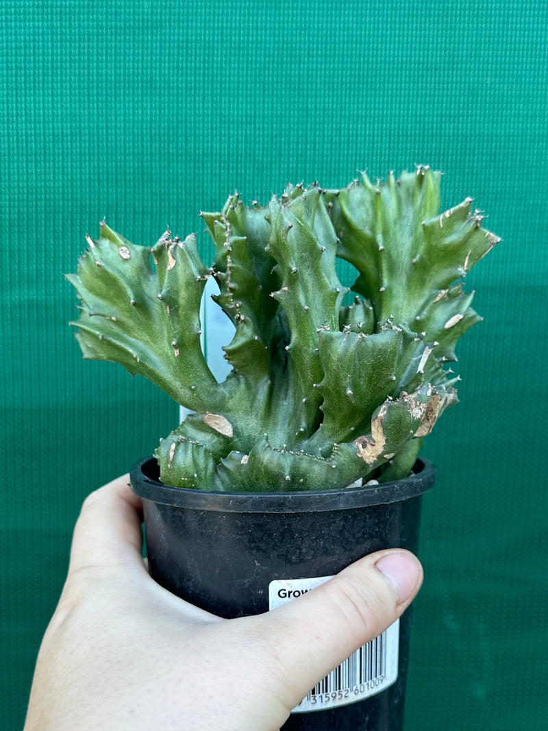 Euphorbia Lactea f. cristata