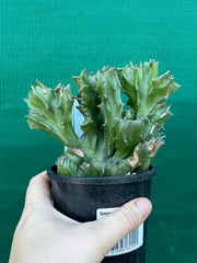 Euphorbia Lactea f. cristata