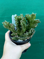 Euphorbia Lactea f. cristata