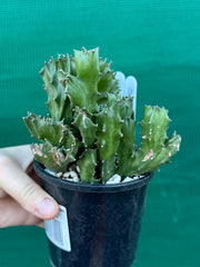 Euphorbia Lactea f. cristata