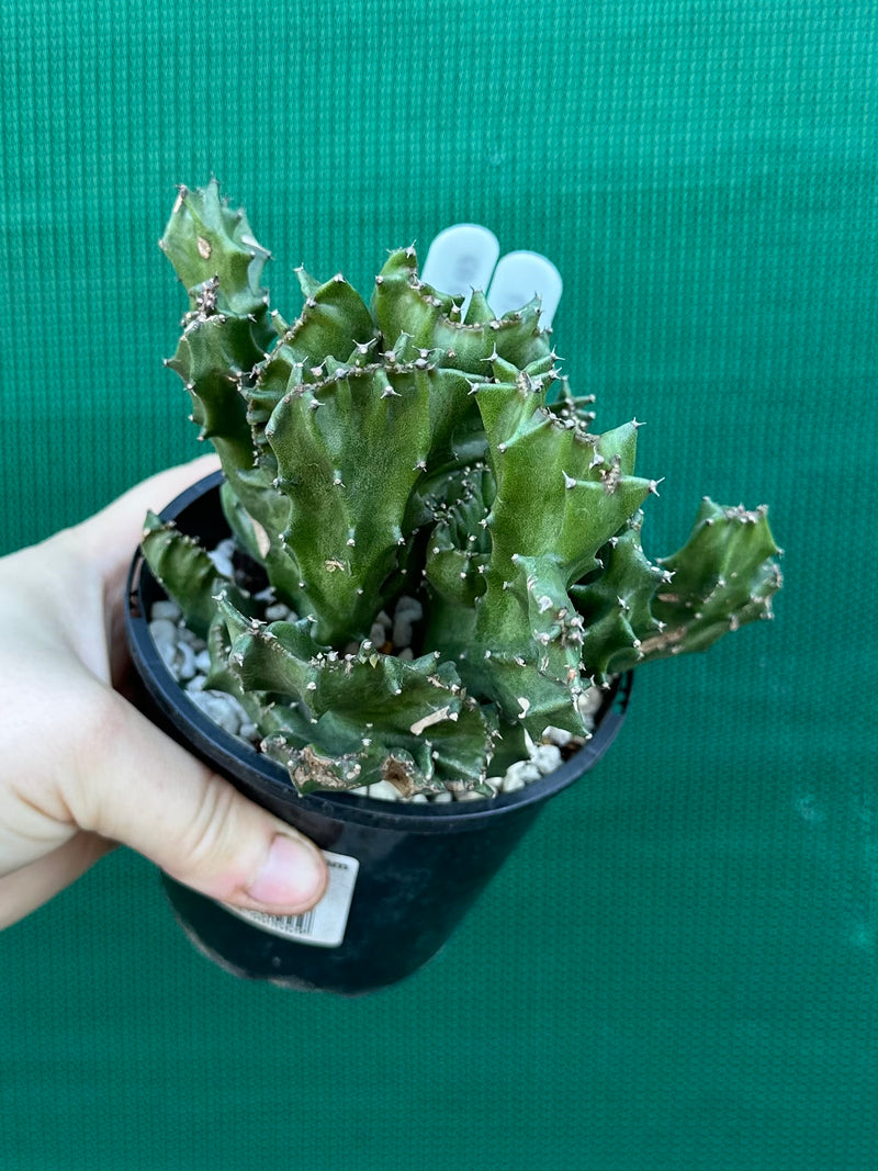Euphorbia Lactea f. cristata