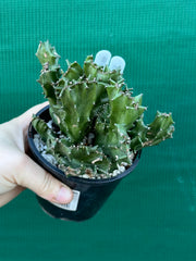 Euphorbia Lactea f. cristata
