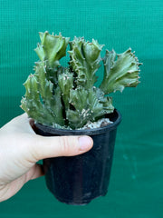 Euphorbia Lactea f. cristata