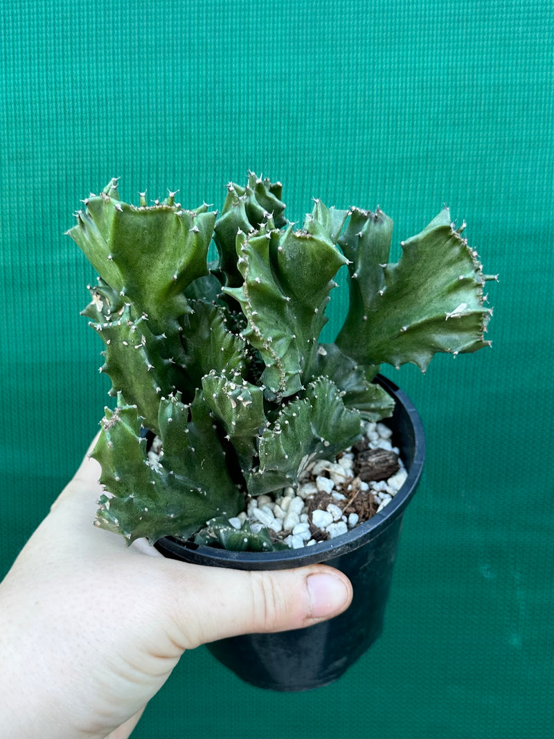 Euphorbia Lactea f. cristata