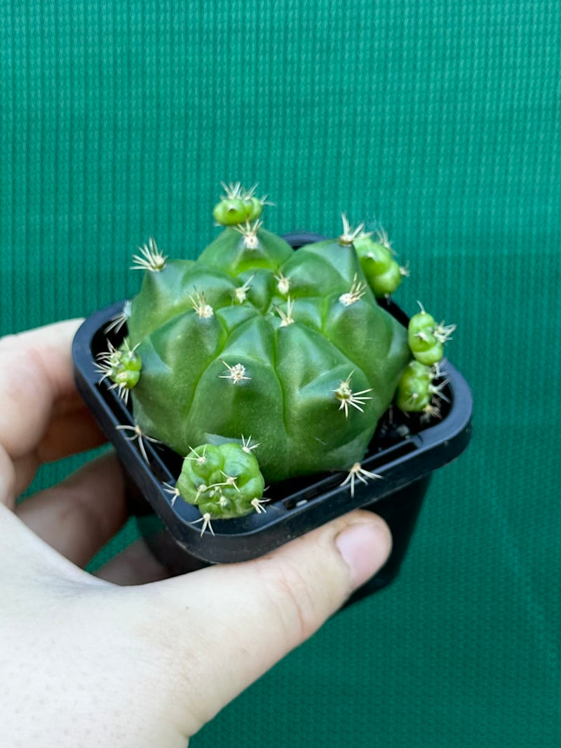 Glymnocalycium anistsii ssp. multiproliferum
