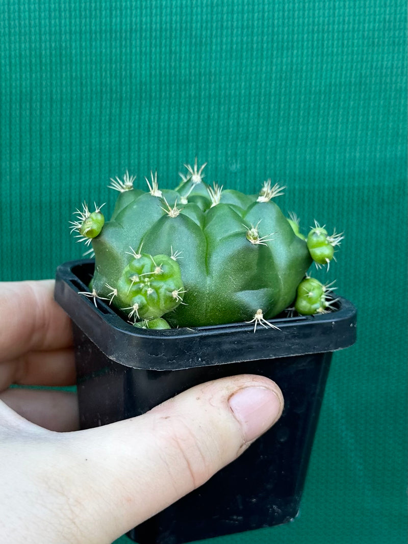 Glymnocalycium anistsii ssp. multiproliferum