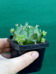 Glymnocalycium anistsii ssp. multiproliferum