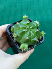 Glymnocalycium anistsii ssp. multiproliferum