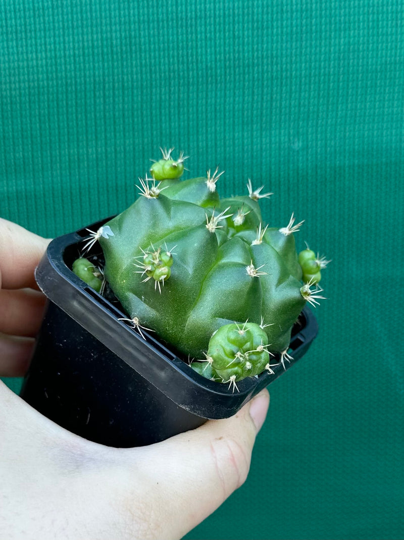 Glymnocalycium anistsii ssp. multiproliferum
