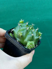 Glymnocalycium anistsii ssp. multiproliferum