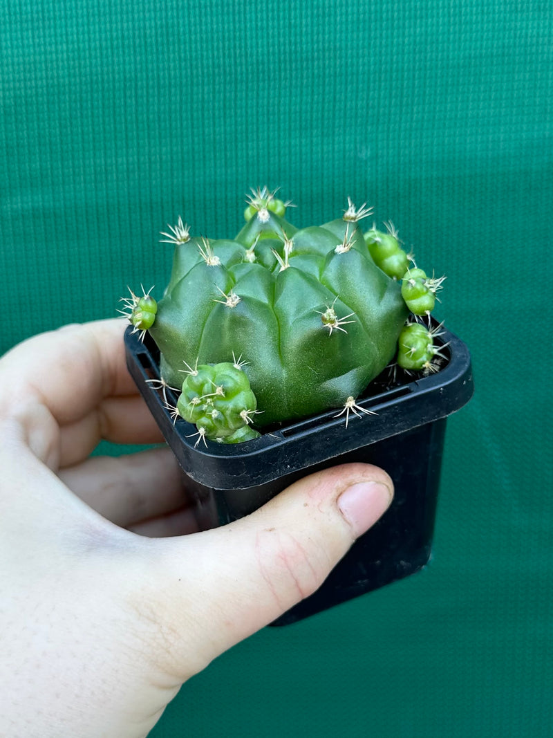 Glymnocalycium anistsii ssp. multiproliferum