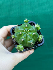 Glymnocalycium anistsii ssp. multiproliferum