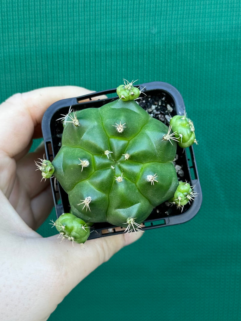 Glymnocalycium anistsii ssp. multiproliferum