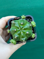 Glymnocalycium anistsii ssp. multiproliferum