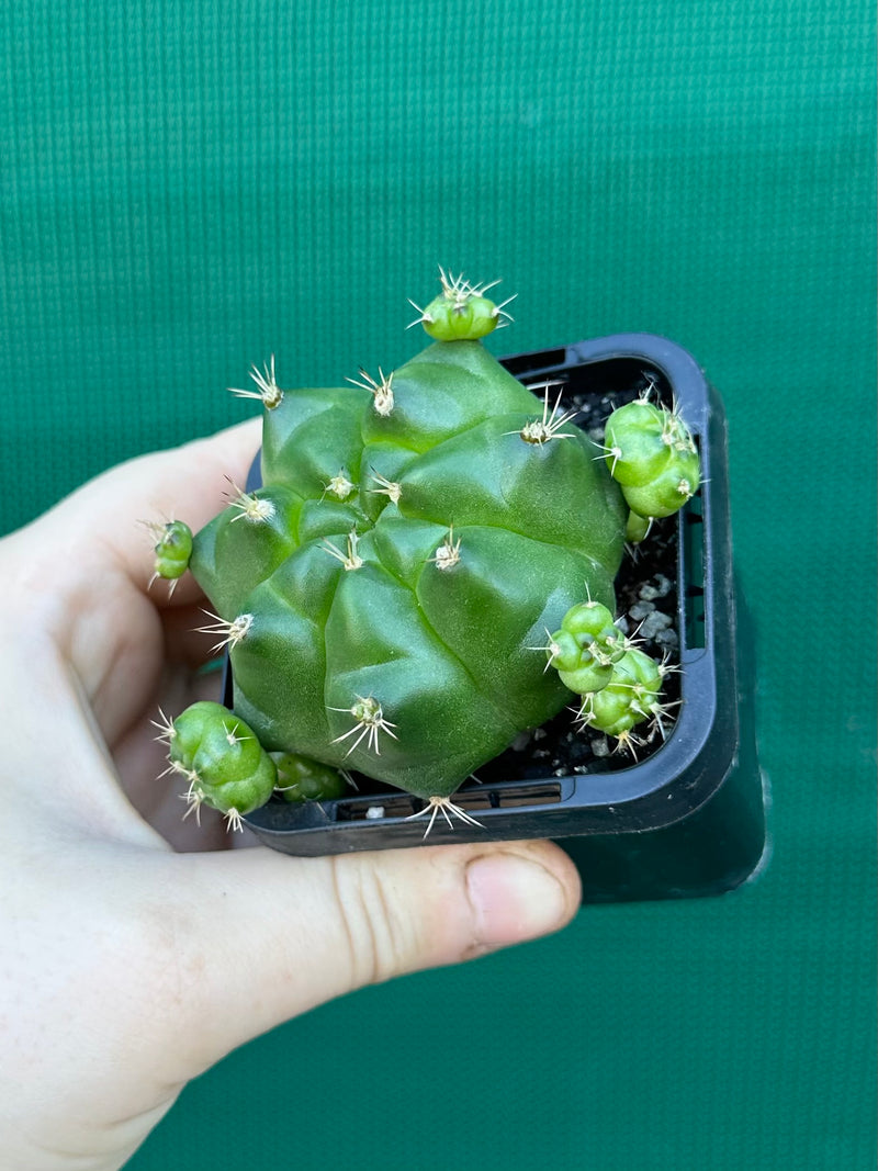 Glymnocalycium anistsii ssp. multiproliferum