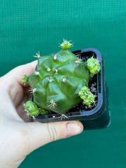 Glymnocalycium anistsii ssp. multiproliferum