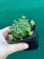 Glymnocalycium anistsii ssp. multiproliferum