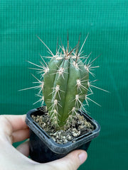 Stetsonia coryne