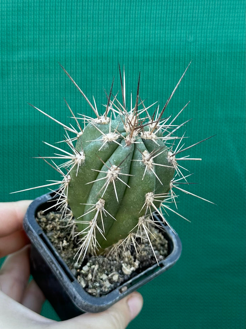 Stetsonia coryne