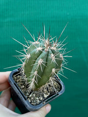 Stetsonia coryne