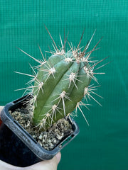 Stetsonia coryne