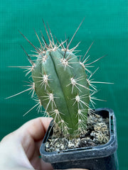 Stetsonia coryne