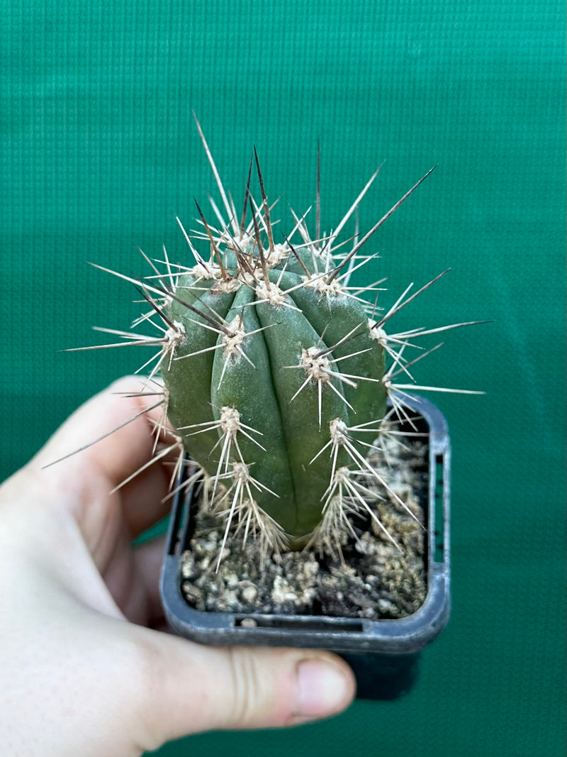 Stetsonia coryne