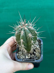 Stetsonia coryne