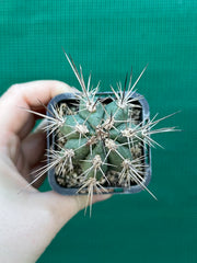 Stetsonia coryne