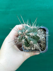 Stetsonia coryne