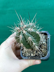 Stetsonia coryne