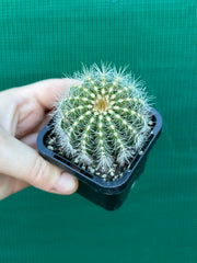 Notocactus magnificus