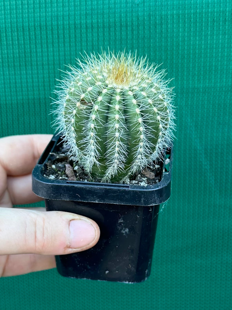 Notocactus magnificus