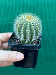 Notocactus magnificus