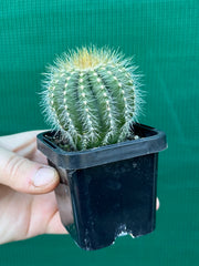 Notocactus magnificus
