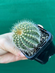 Notocactus magnificus