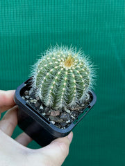 Notocactus magnificus