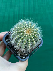 Notocactus magnificus