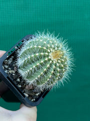Notocactus magnificus
