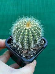 Notocactus magnificus