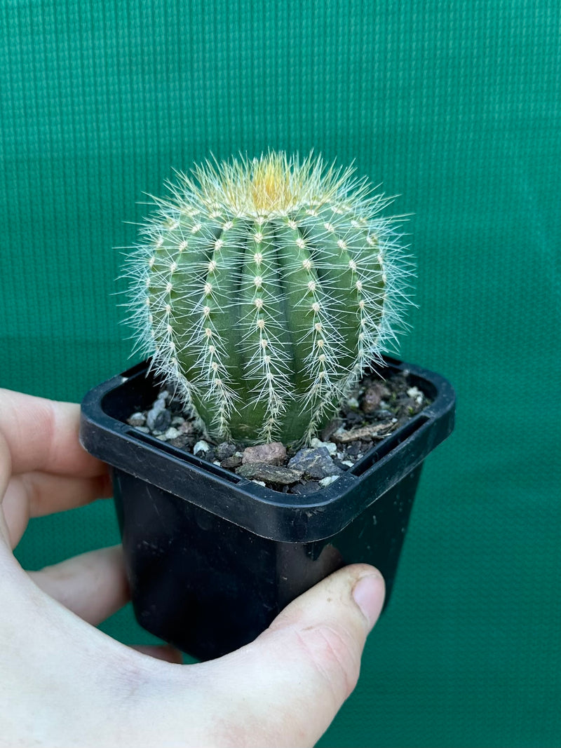 Notocactus magnificus