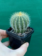 Notocactus magnificus