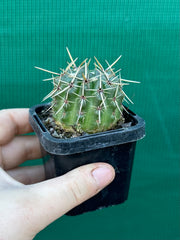 Notocactus submamulosus NEW