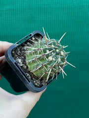 Notocactus submamulosus NEW