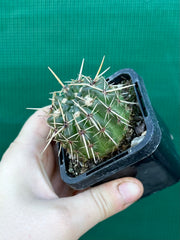 Notocactus submamulosus NEW